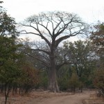 Bao Bao Tree