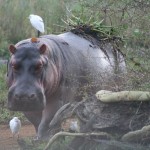 Hippo In Malawi